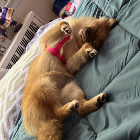 Meet your Posher, Afsheen - Picture 1 of 1